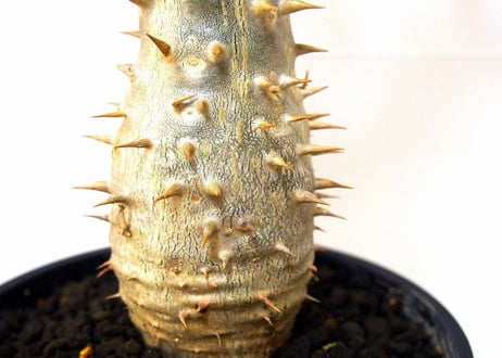 Pachypodium densiflorum シバ女王の玉櫛