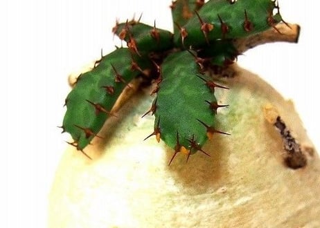 ユーフォルビア ステラータ 飛竜  Euphorbia stellata 3 未発根