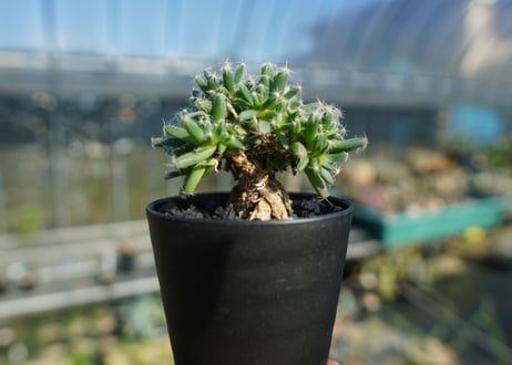 トリコディアデマ　デンサム　Trichodiadema densum  No.4