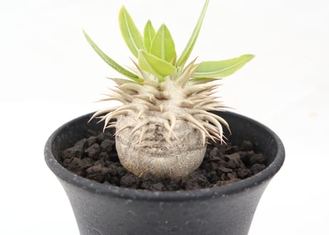 パキポディウム　白花　恵比寿笑い　実生　№８