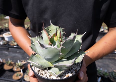 Agave Titanota