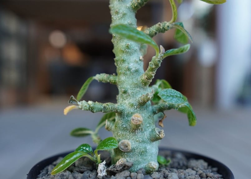 ドルステニア ギガス Dorstenia gigas | mana's farm:塊根植物