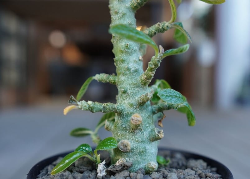 ドルステニア ギガス　Dorstenia gigas塊根植物（特大美株）