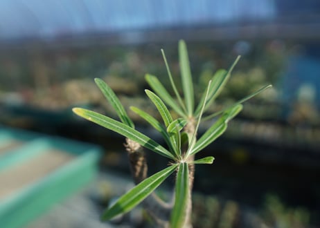 パキポディウム　グラキリス　 Pachypodium Gracilius  No.10