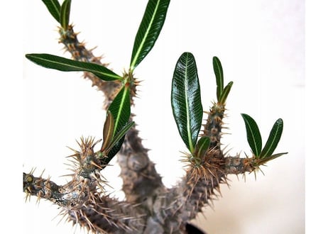 Pachypodium rosulatum   パキポディウム　ロスラーツム