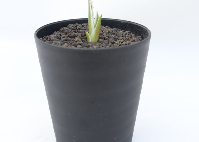 アガベ氷山　 子株 多肉植物 アガベ 氷山 子株 2株同梱 期間限定特売｜Yahoo!フリマ