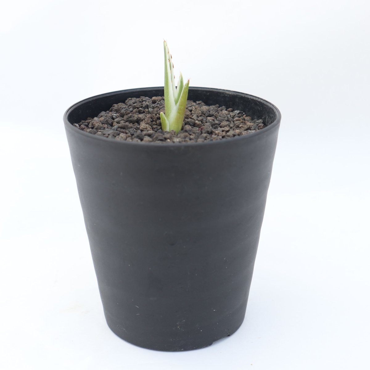 アガベ 氷山 | mana's farm:塊根植物・アガベ・ドライガーデン植物販売