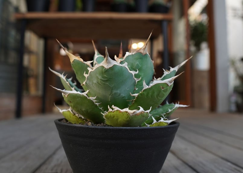 アガベ チタノタ FO-76 Agave titanota ”FO-76