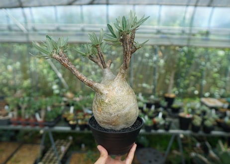 パキポディウム　グラキリス　 Pachypodium Gracilius  No.8