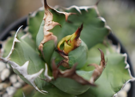Agave titanota dwarf 姫厳龍 A NO.2