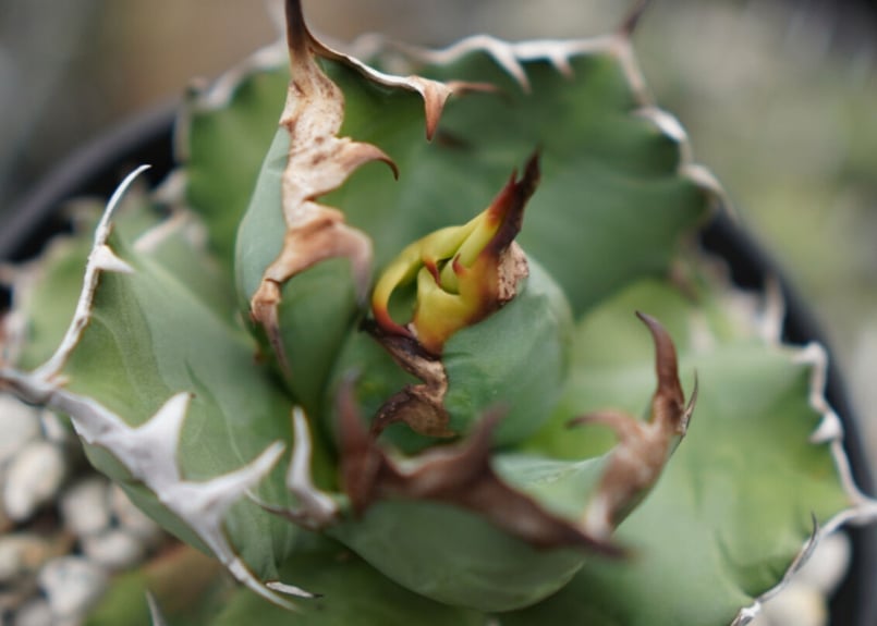 Agave titanota dwarf 姫厳龍 A NO.2 | mana's farm:塊