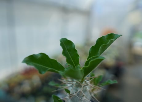パキポディウム　サンデルシー　Pachypodeium saundersii  No.6