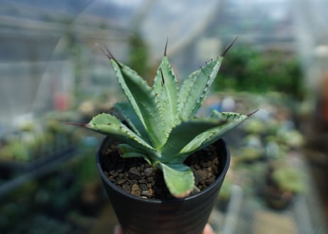 アガベ　マクロアカンサ×ポタトラム　 Agave macroacantha×potatorum