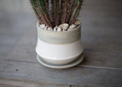 ユーフォルビア エノプラ　Euphorbia enopla
