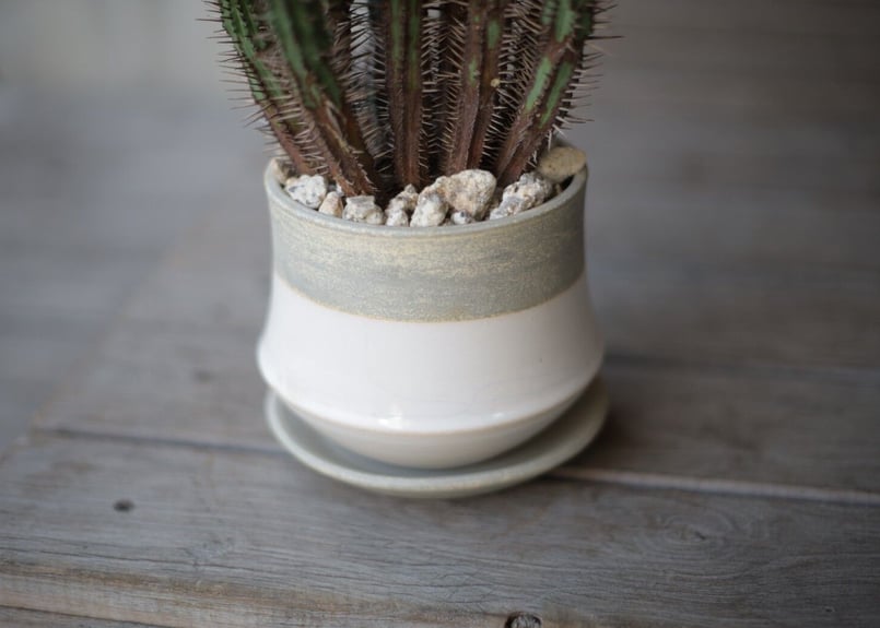 ユーフォルビア エノプラ ユーフォルビア・エノプラ（紅彩閣）の基本情報・育て方｜多肉