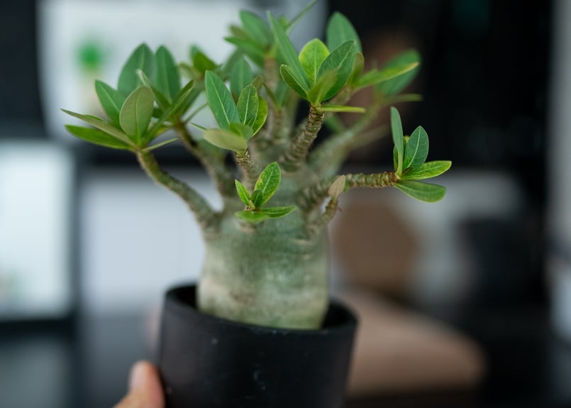 アデニウム オベスム 沖縄実生 | mana's farm:塊根植物・アガベ