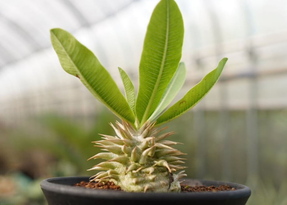 62d8f797d858744f2aa8e295
