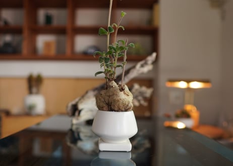 上海の女王　Sinningia tubiflora