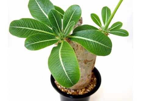 パキポディウム エブレネウム　Pachypodium eburneum  №1