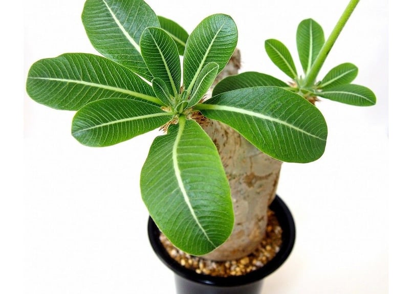 パキポディウム エブレネウム Pachypodium eburneum №1 | mana'