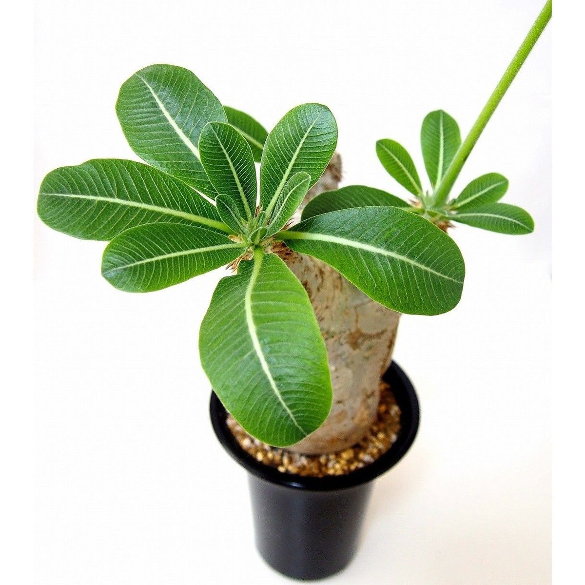 パキポディウム エブレネウム Pachypodium eburneum №1 | mana'