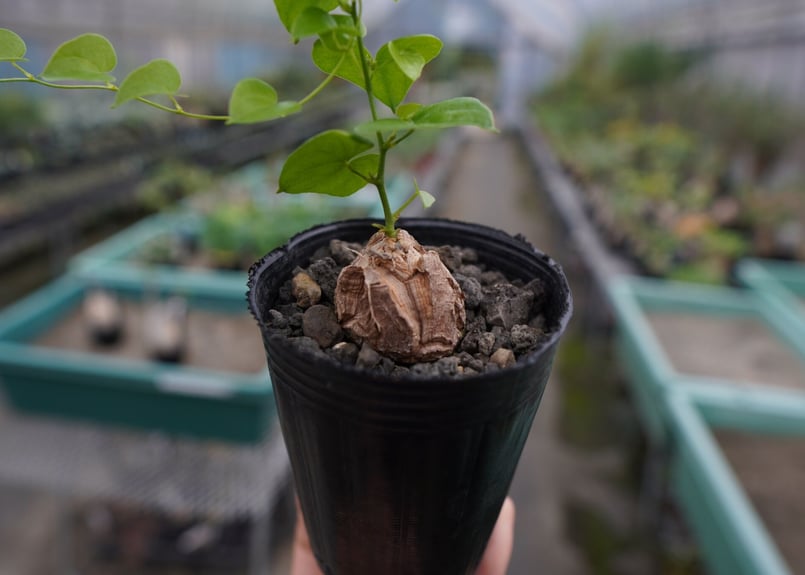 亀甲竜 Dioscorea elephantipes No.1 | mana's farm:塊