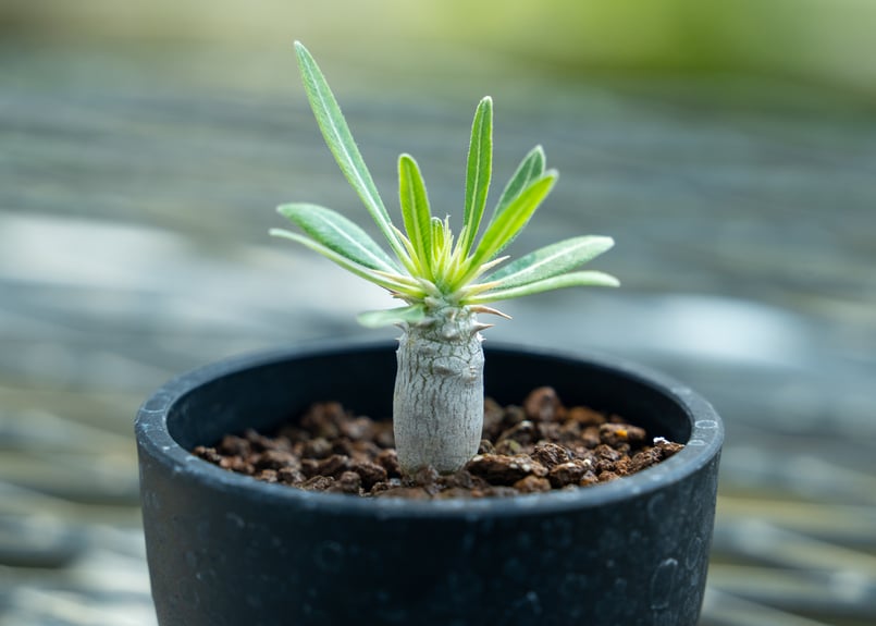 塊根植物（大） パキポディウム ホロンベンセ 陶器鉢 おしゃれ鉢 受皿付き 塊根植物（大） パキポディウム ホロンベンセ 陶器鉢 おしゃれ鉢 受皿付き