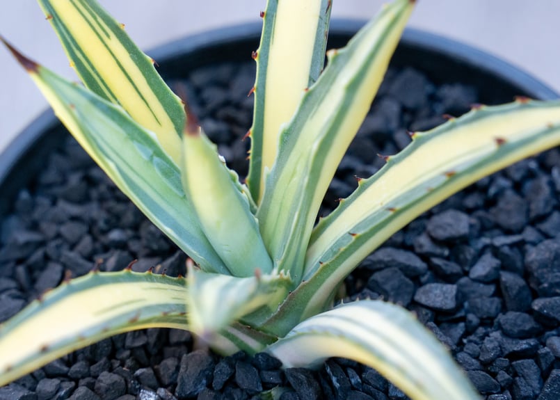 アガベ　マクロナカンサ　選抜株 アガベ マクロアカンサ 黄覆輪 Agave macroacantha 'Blue Ribbon