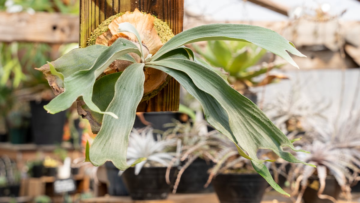 P. White hawk (spore) | mana's farm:塊根植物・アガベ・ドラ