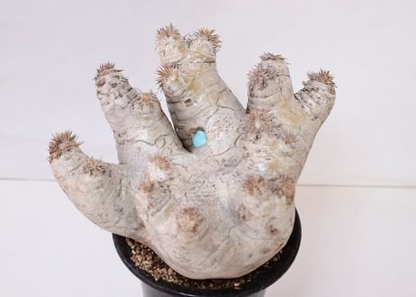 Pachypodium eburneum　パキポディウム　エブレネウム  no.3　グローブ型　花芽多数