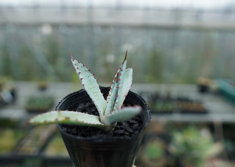 アガベ　屈原の舞扇 Agave 'Kutsugen no Maiougi'   No.2