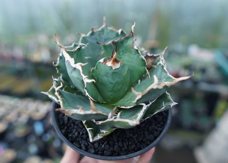 アガベ　チタノタ　白鯨　Agave titanota White whale　No.1