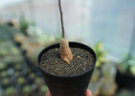 アデニア　イサロエンシス　Adenia isaloensis