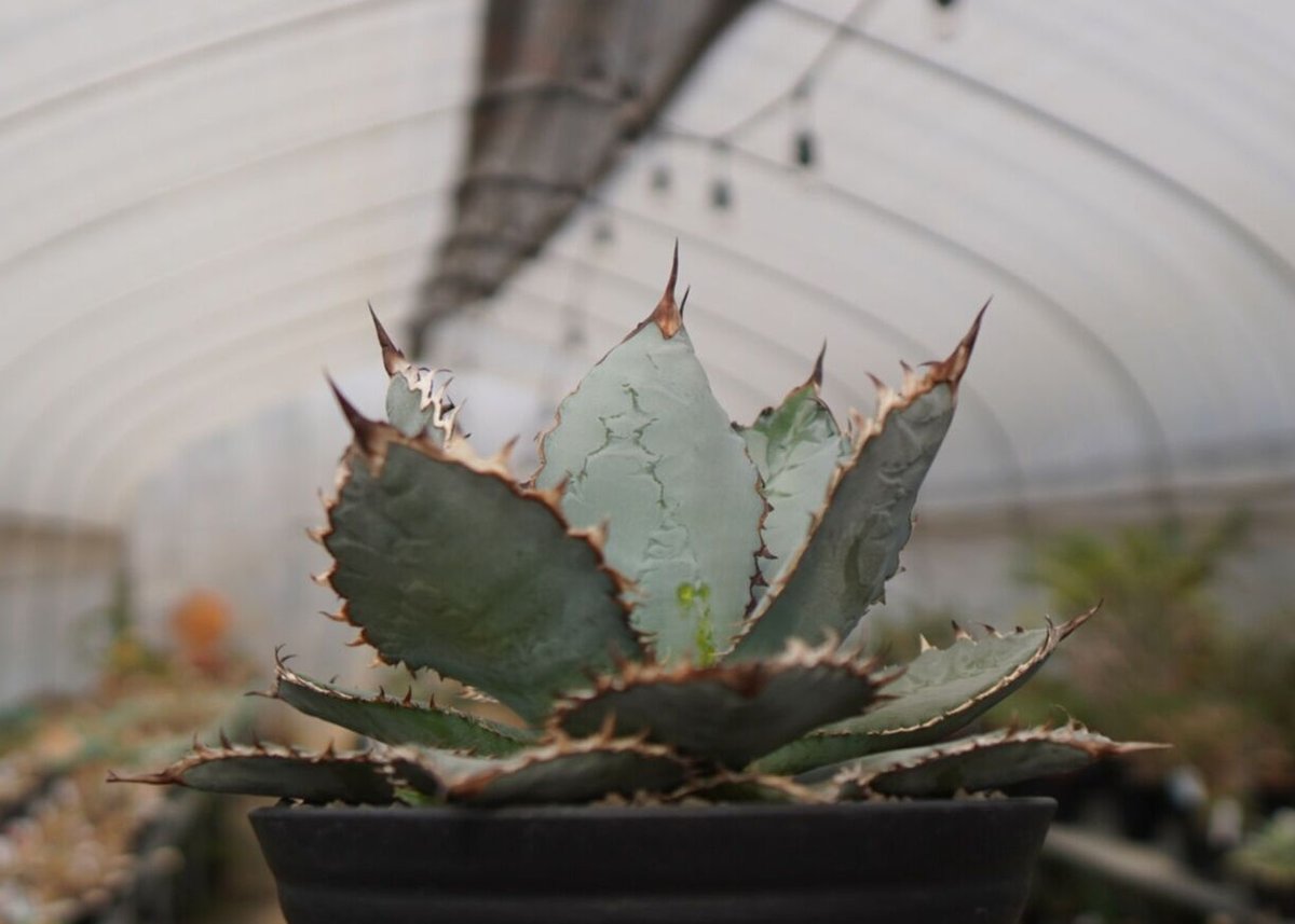 アガベ ライオンズメーン 特選青白 限定親株出品 アガベ チタノタ