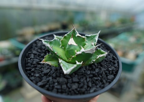 アガベ　チタノタ　白火焔　agave titanota white fire　No.2