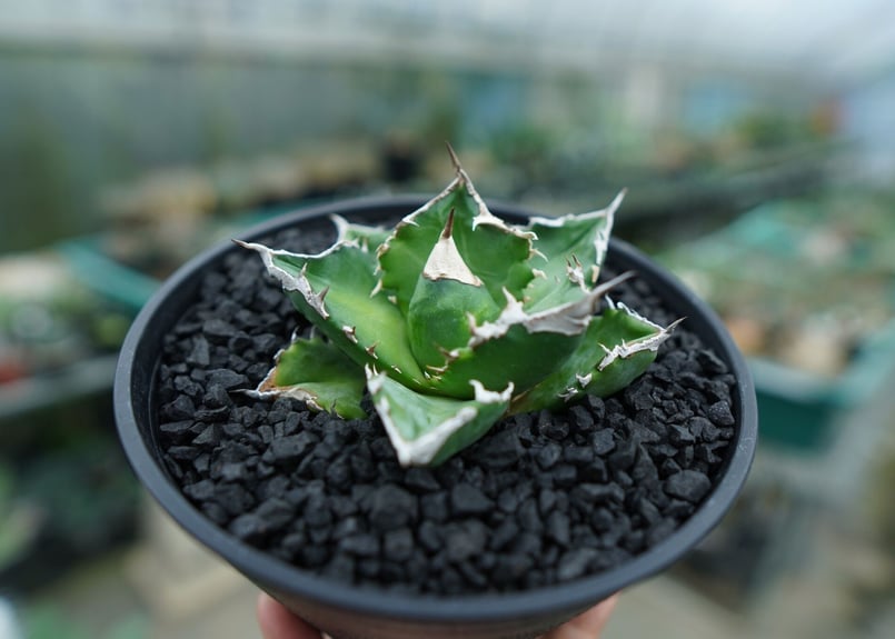 アガベ チタノタ 白火焔 agave titanota white fire No.2 | m