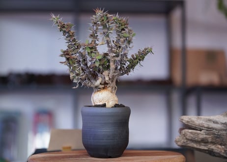 Euphorbia　beharensis