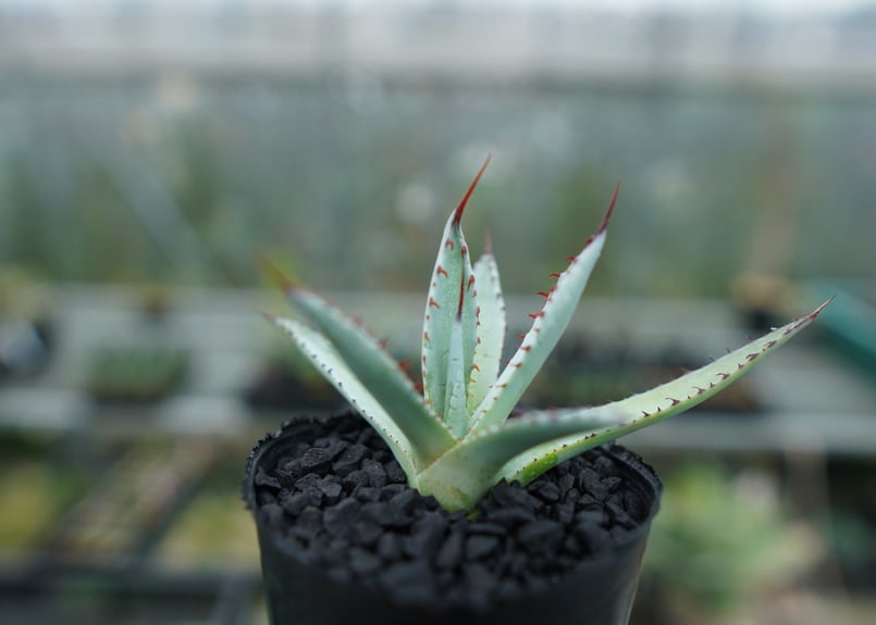 アガベ 屈原の舞扇 Agave 'Kutsugen no Maiougi' No.3 |