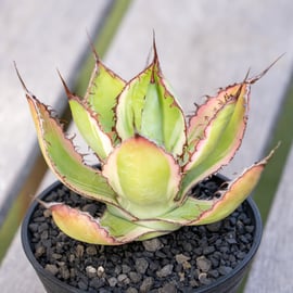 沖縄実生株やオススメアガベ販売をアップします。 | mana's farm:塊根