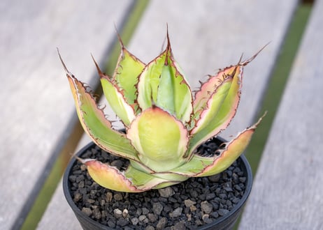 アガベ　塊根植物　まとめ売り KIMG1385-1-300x225.jpg