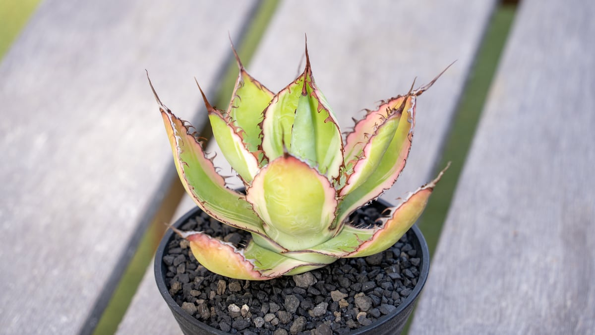ボビコルヌータ アガベ ドライガーデン 大株　観葉植物 fit=scale-down,w=1200