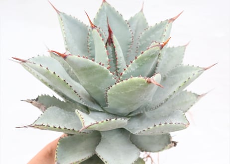 Agave　pygmaea 　Dragon Toes