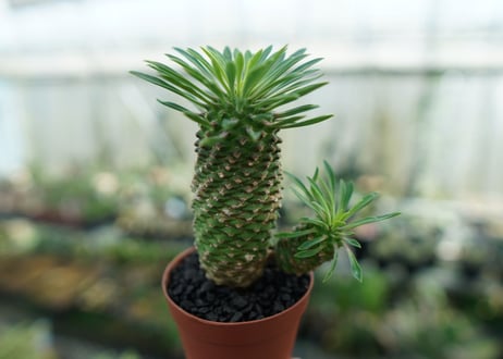 ユーフォルビア　ソテツキリン "パイナップルコーン"　Euphorbia sotetsukirin  No.3