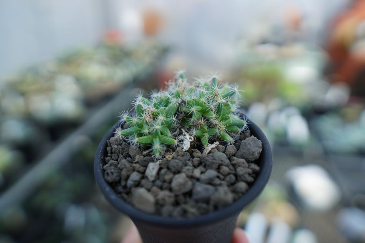 トリコディアデマ デンサム（紫晃星） Trichodiadema densum | mana'