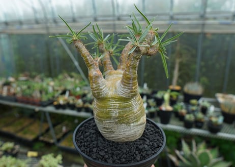 パキポディウム　グラキリス　 Pachypodium Gracilius  No.1