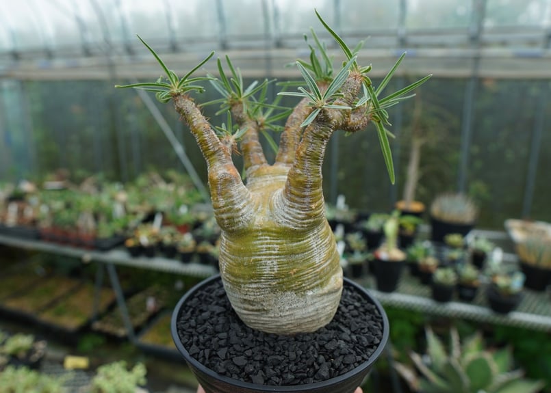 パキポディウム グラキリス Pachypodium Gracilius No.1 | ma