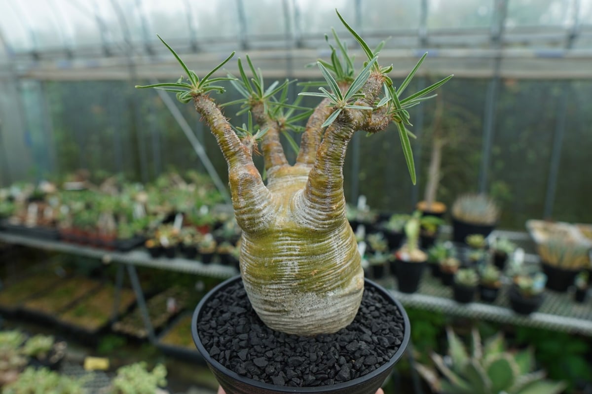 パキポディウム グラキリス Pachypodium Gracilius No.1 | ma