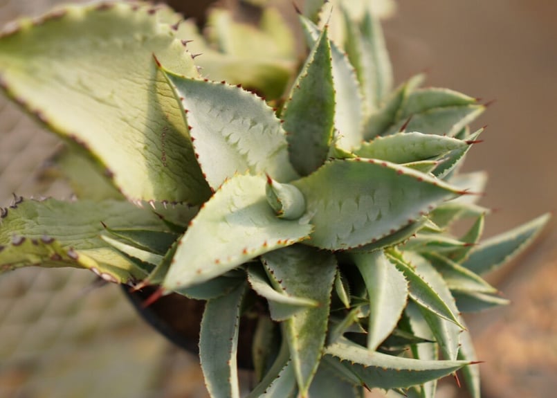 アガベ チタノタ ドラゴントゥース カキコ | mana's farm:塊根植物