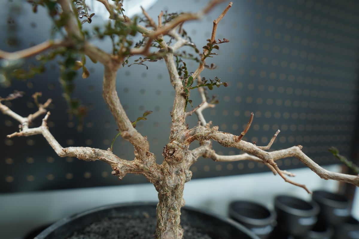 from Okinawa ※プロフ必読さま専用オペルクリカリア パキプス 【公式通販】