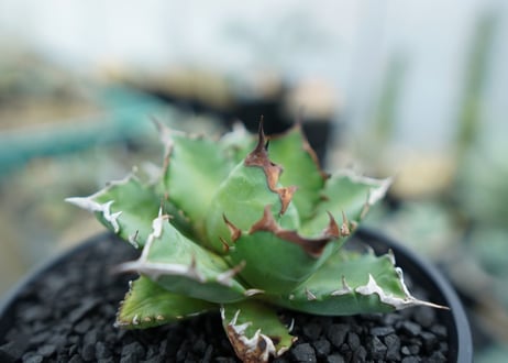 アガベ　チタノタ　姫厳竜　Agave titanota dwarf　No.3